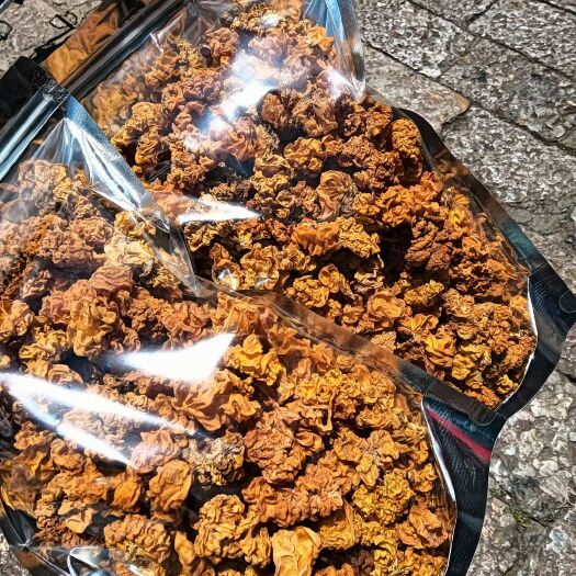 丽江金耳