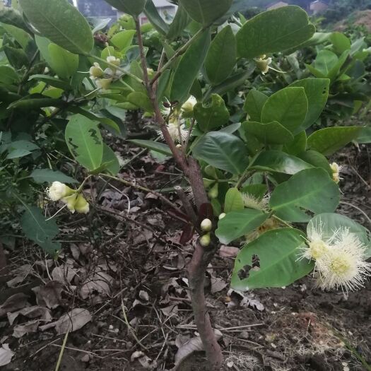 灵山县嫁接莲雾苗 结果树苗 带土带叶发货 大叶红莲雾 耐寒