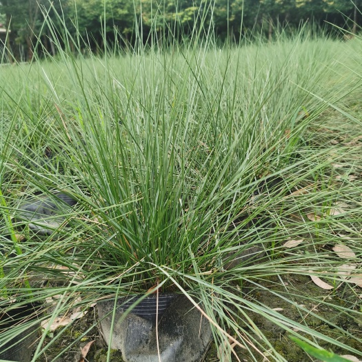 崇州市粉黛乱子草