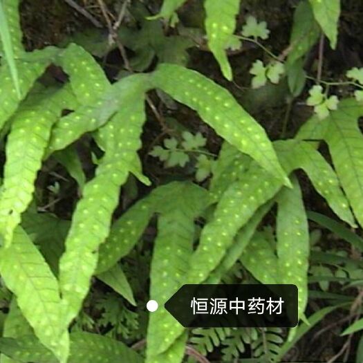 鹅掌金星