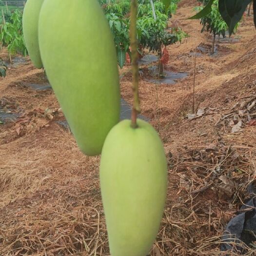 华坪县金煌芒果