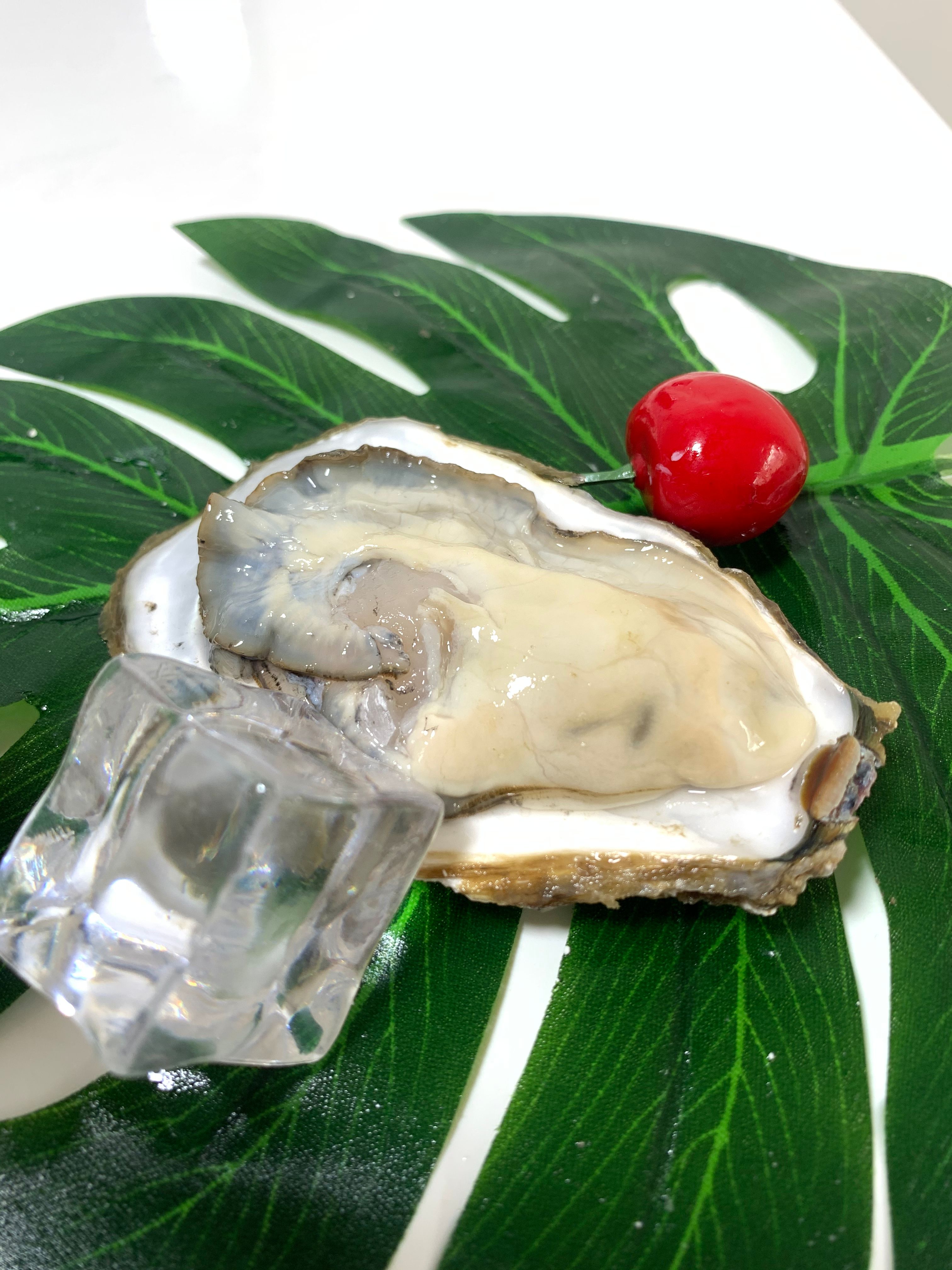 广东台山生蚝三倍体新鲜发货，口感鲜美，源头直供批发价，诚信