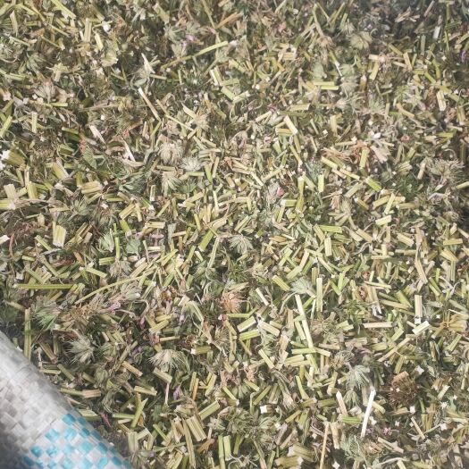 石家庄益母草