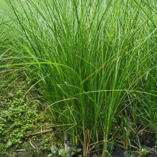 崇州市细叶芒