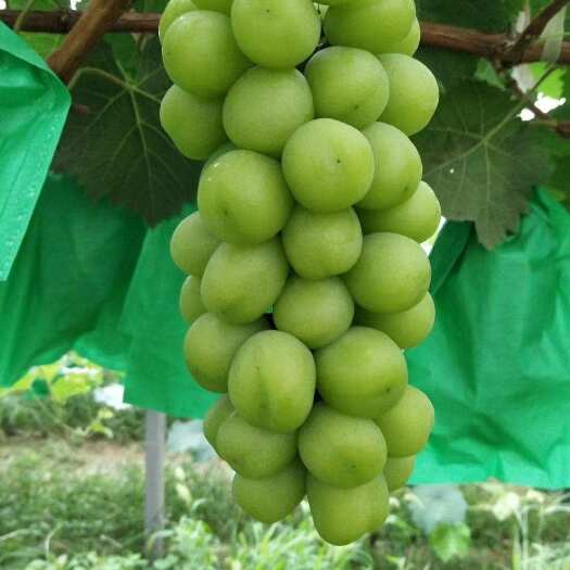 夏邑县阳光玫瑰大量上市