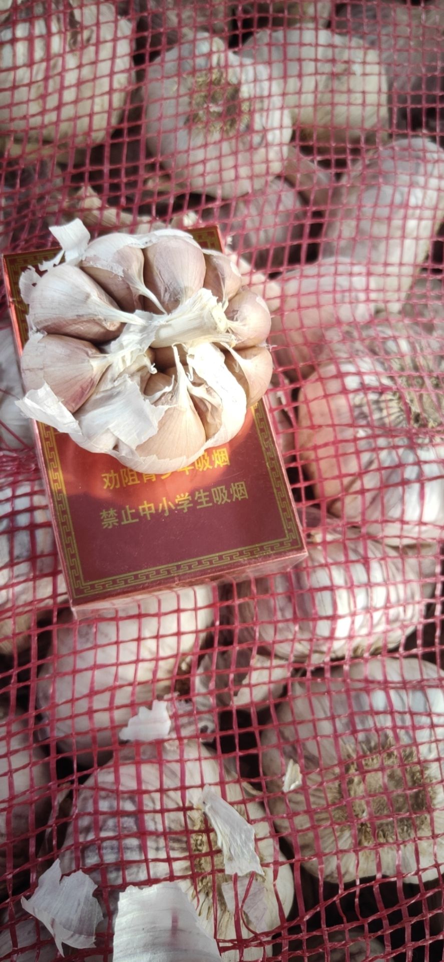 济南大青稞  商河大蒜
