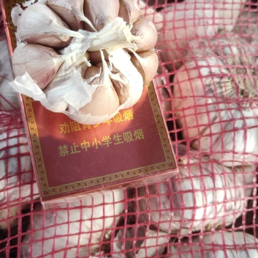商河县济南大青稞  商河大蒜