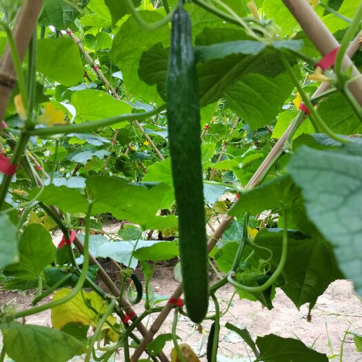 亳州露天蔬菜种植黄瓜直条