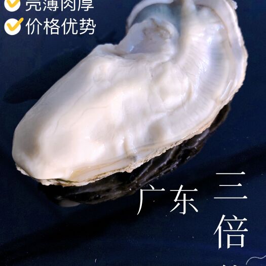 佛山广东台山三倍体生蚝，源头批发价，直供大排档，新鲜发货，有诚信
