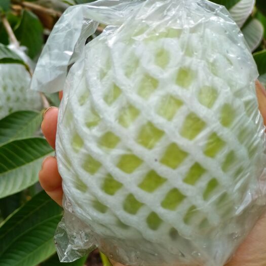 北流市白心芭乐一手货源产地