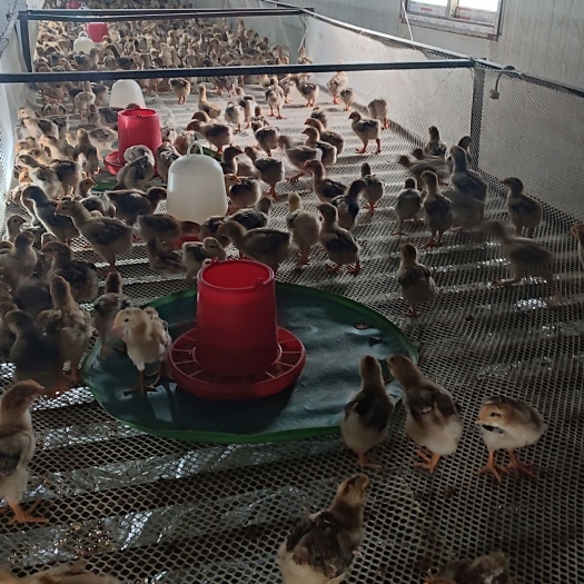盘州市出售脱温肉鸡，土鸡，乌黑鸡苗，鸡重1.5斤左右，量大更优惠。