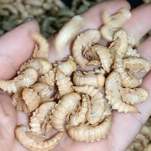 阳春市大麦虫、蛋白虫虫蛹 金粉虫蛹