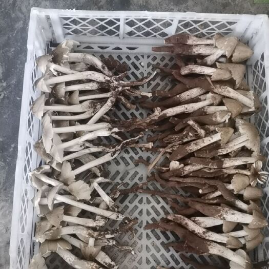 重庆市鸡枞菌