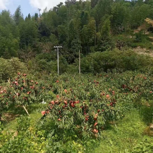 桂东县桂东高山锦绣黄桃
