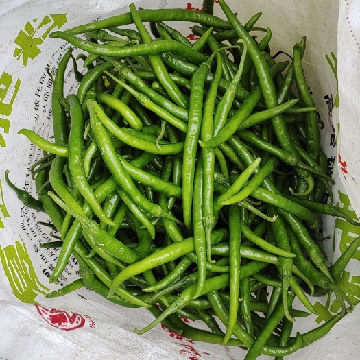 东明县线椒