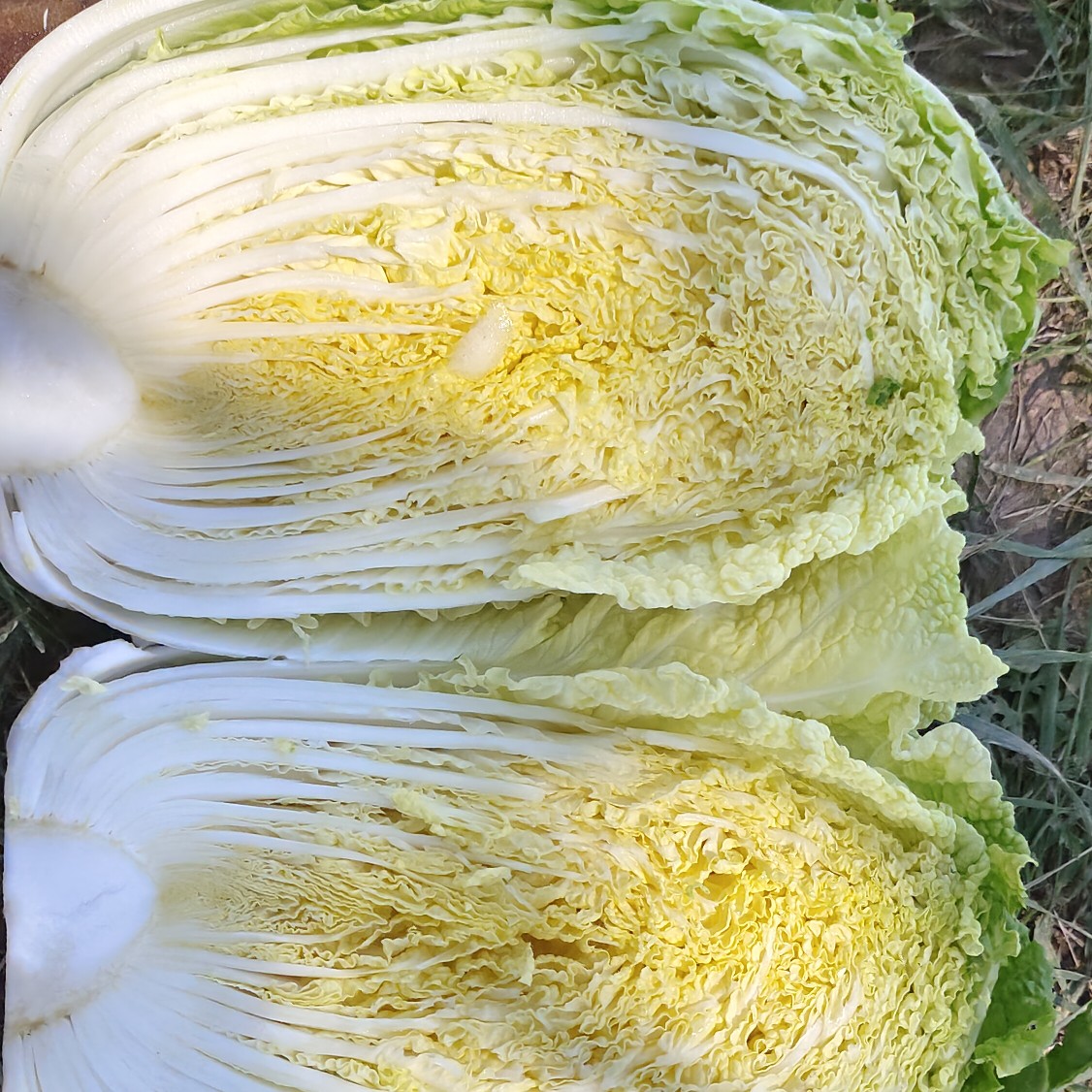 玲珑黄心白菜  河北定州蔬菜基地直销，陆地，黄心白菜。