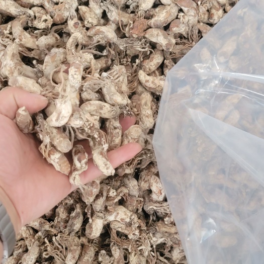 江油市【金蝉花】绵阳产地直销【暂时断货·接受预定】