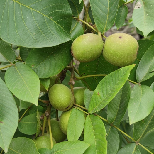 德昌县去皮核桃 四川核桃 凉山核桃  薄壳核桃