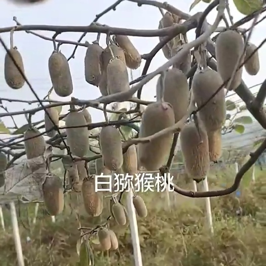 会同县白猕猴桃苗华特猕猴桃种苗