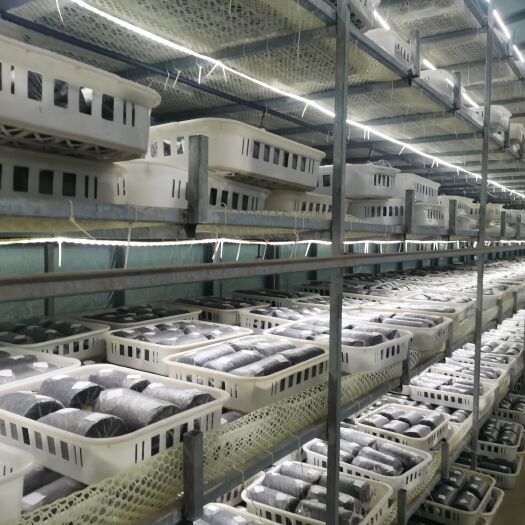 蓬溪县金耳菌包生产基地厂家直供，大量供应。从不缺货。价格详谈