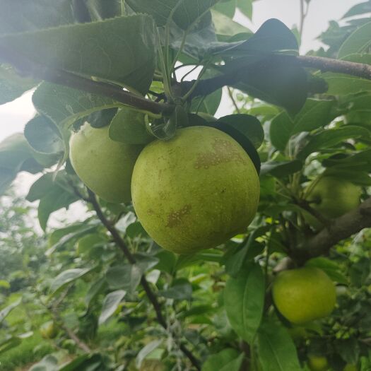 沭阳县翠冠梨已经上市需要的联系