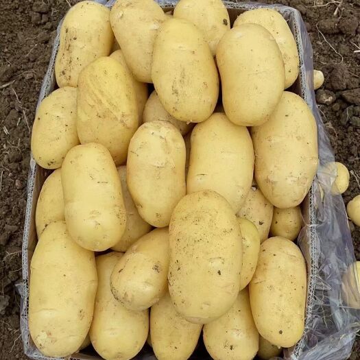 沂水县土豆， 荷兰十五土豆大量供应，价格透明任意挑选，欢迎全国客