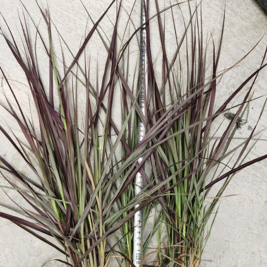 崇州市紫叶狼尾草