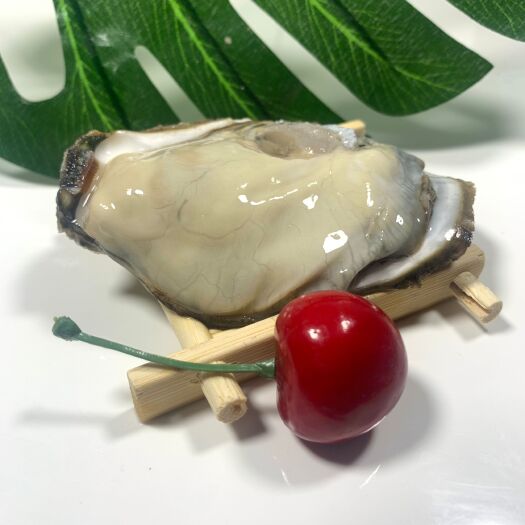 佛山广东三倍体新鲜生蚝，源头批发价，新鲜发货，阳江湛江福生蚝