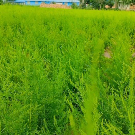 曹县芦笋苗优质根系发达基地直发量大优惠