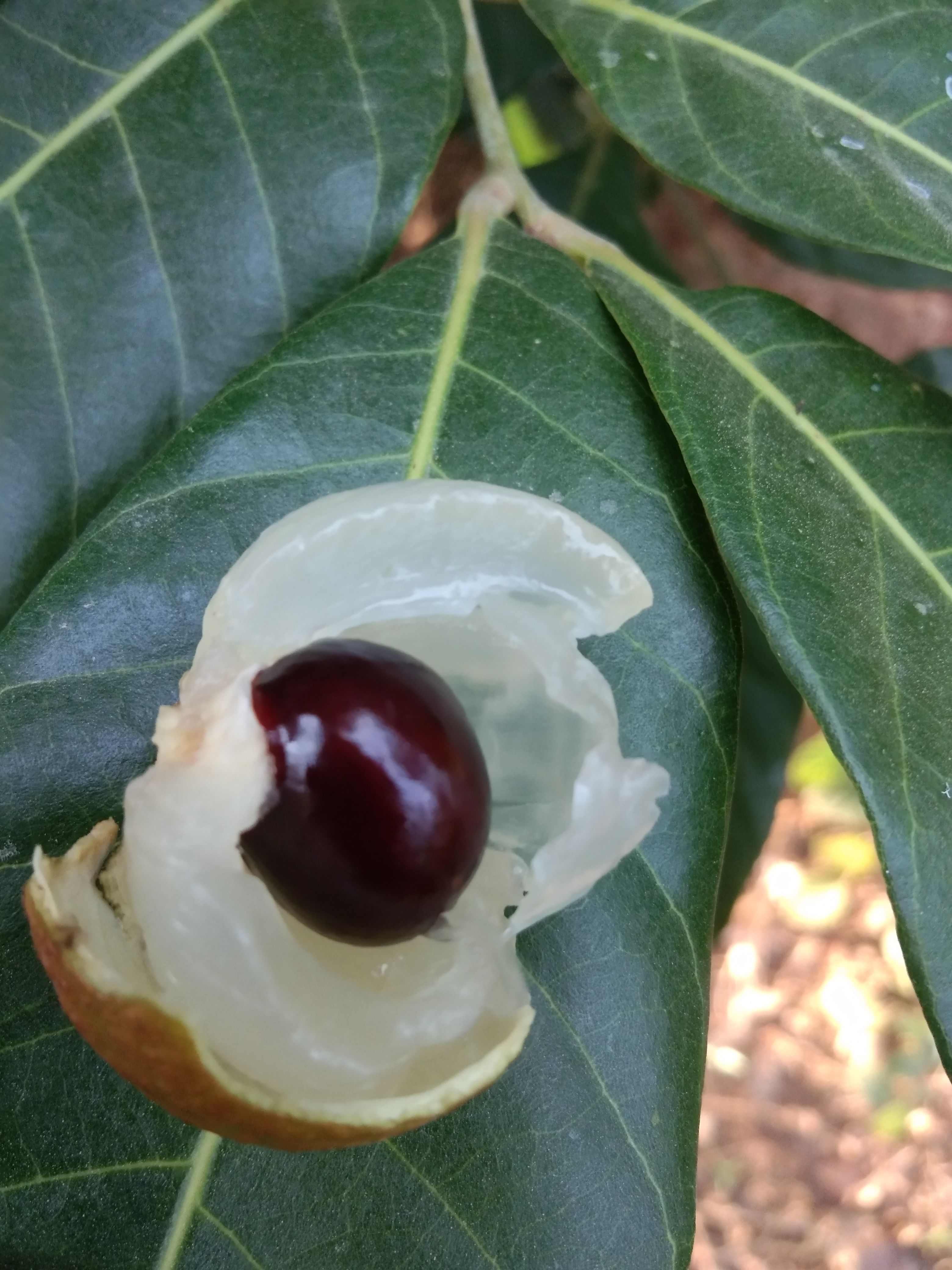 龙眼“古山二号”，已经上市，物美价廉，欢迎各位老板