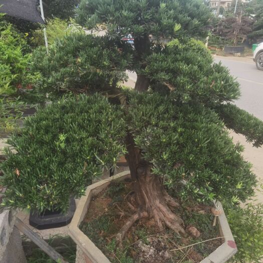浏阳市精品矮桩盆景罗汉松