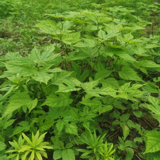 临西县构树蛋白青储