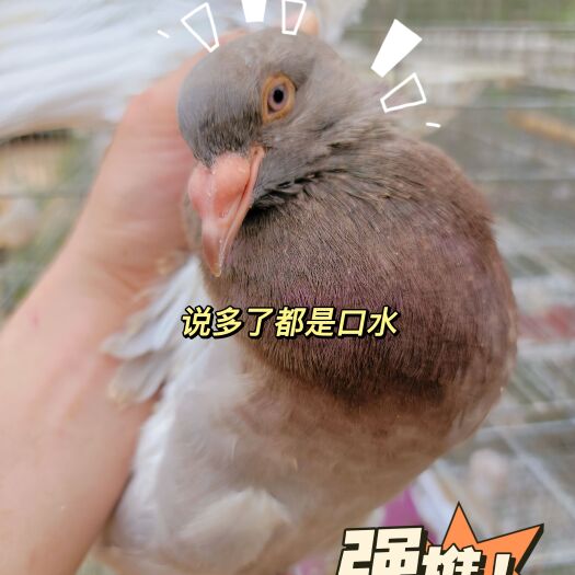 五谷鸽子 各规格肉鸽