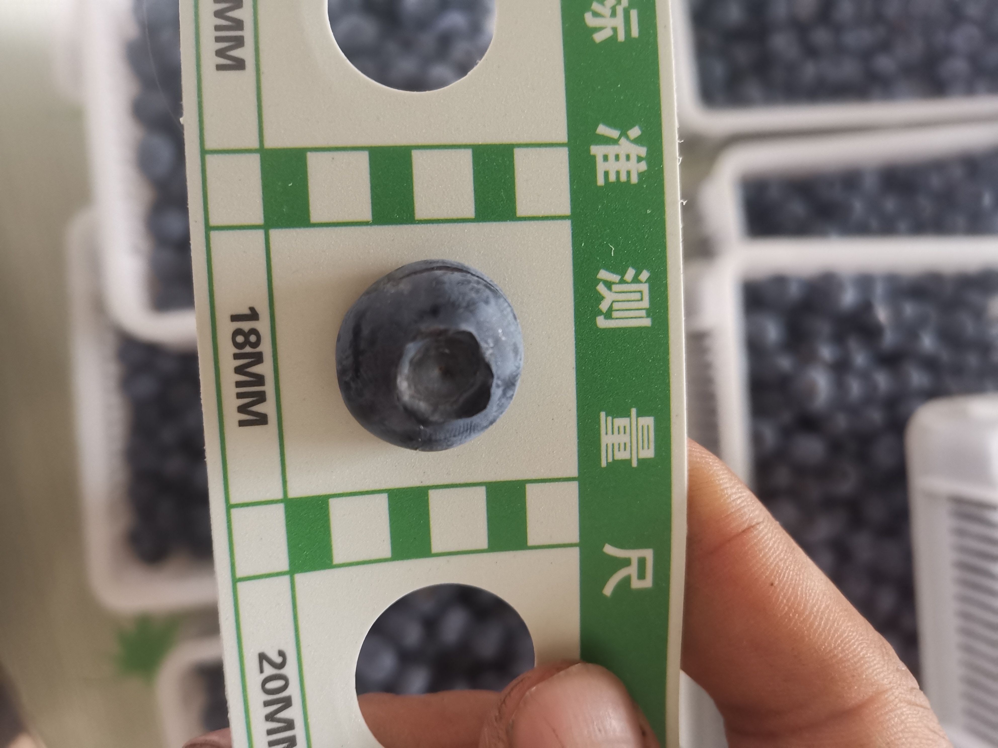 蓝莓种植户
