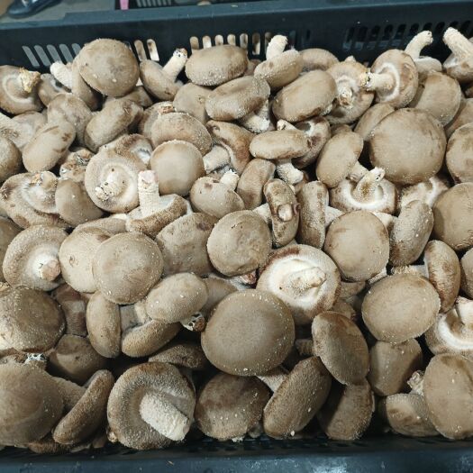 新鲜香菇批发，香菇基地，现摘香菇，白面，一级，三级