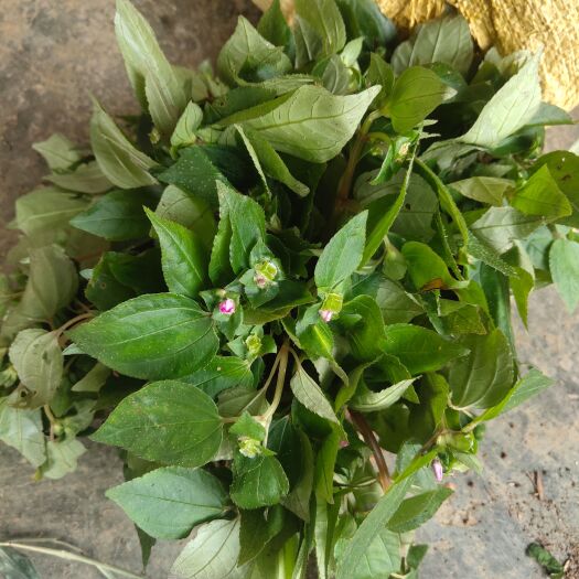 榕江县风柜斗草