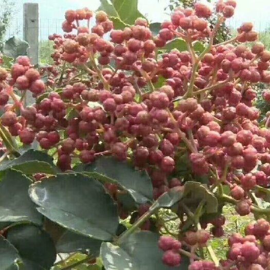 富平县大红袍花椒