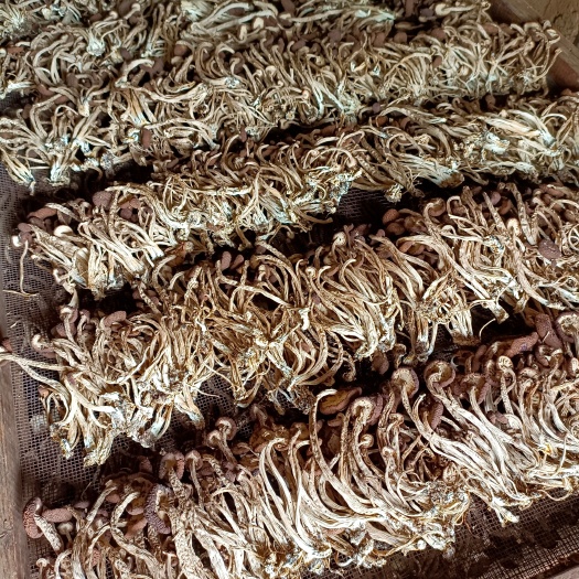 广昌县五号茶树菇
