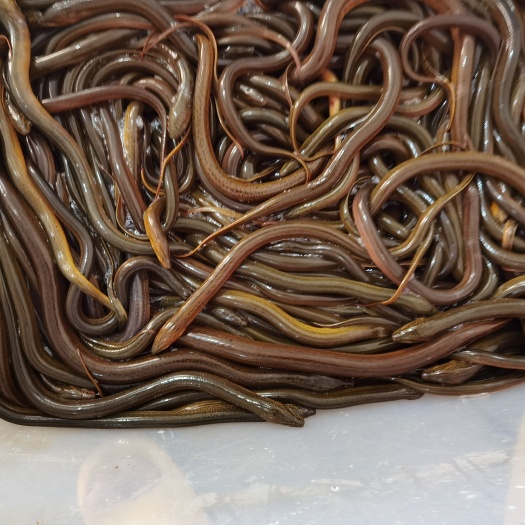 泰兴市活品水产！！鲜嫩可口！对身体好鲜嫩，