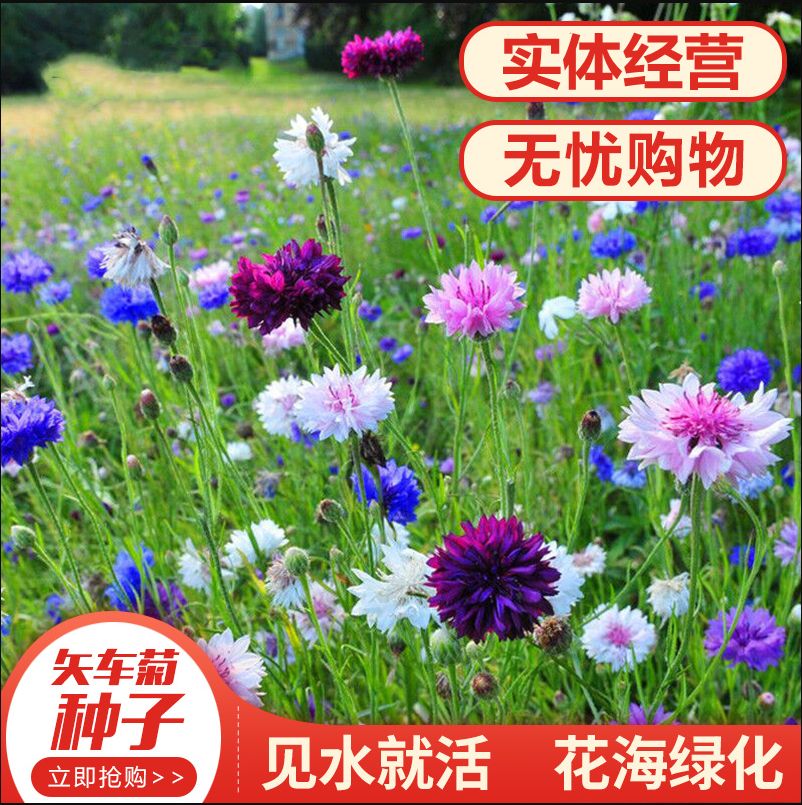 沭阳县矢车菊种子花种子四季种易活庭院室外花种籽子花籽耐寒蓝芙蓉种子