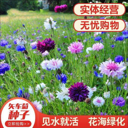 沭阳县矢车菊种子花种子四季种易活庭院室外花种籽子花籽耐寒蓝芙蓉种子