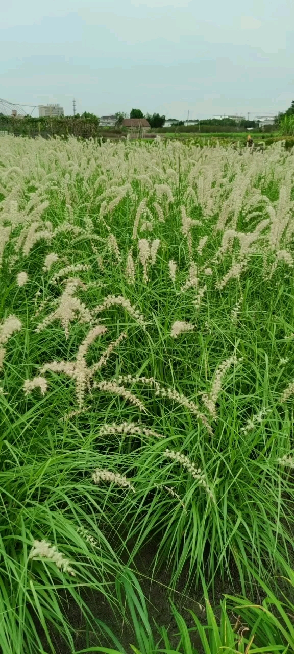 杭州蕭山涵菲園藝場