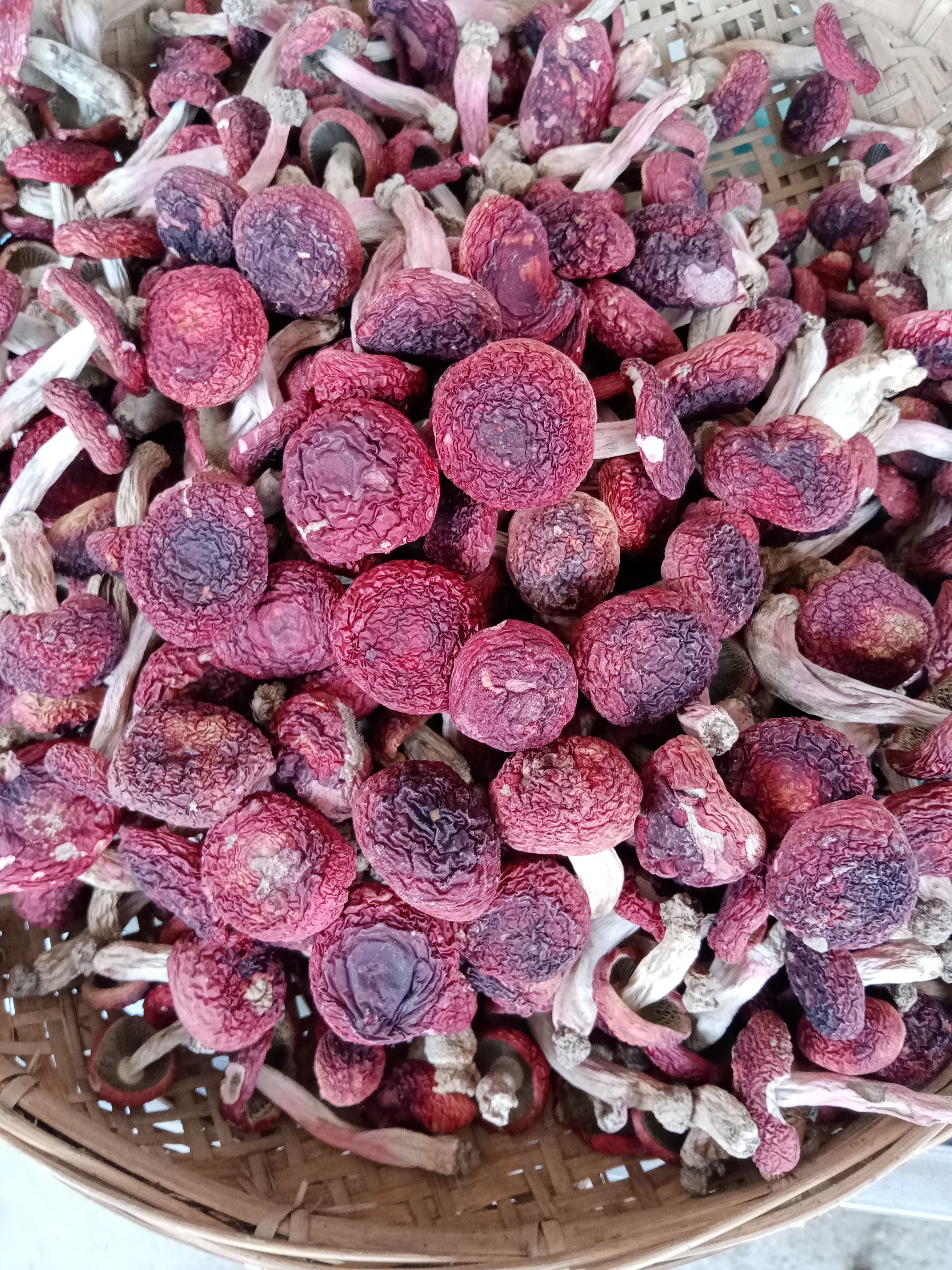昌宁县云南红菇 高山红小标菇2到3.3公分左右 来自大自然的美味