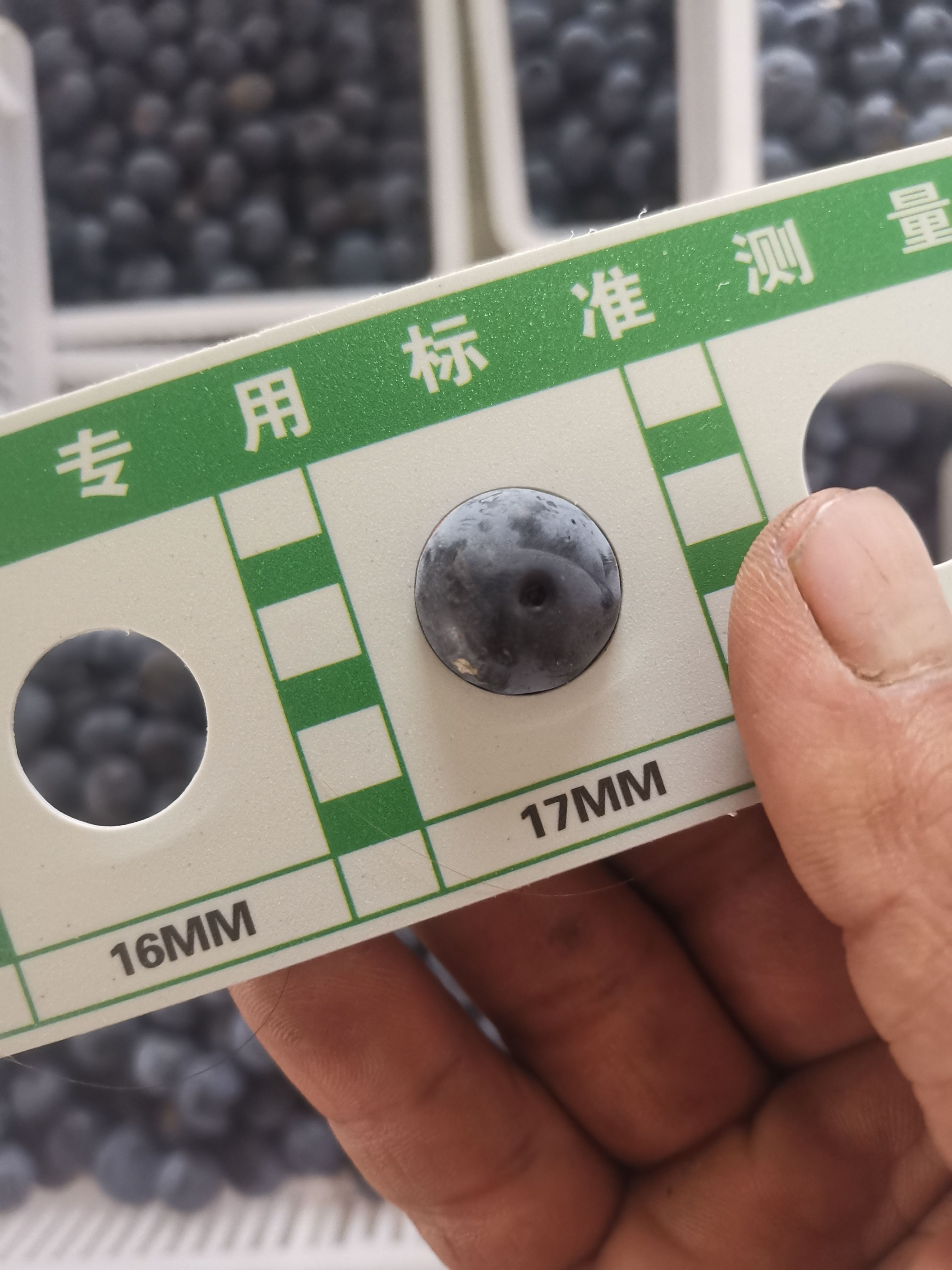 蓝莓种植户