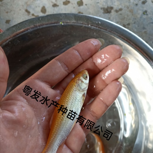 广州金草鱼苗、金丝鲩鱼苗