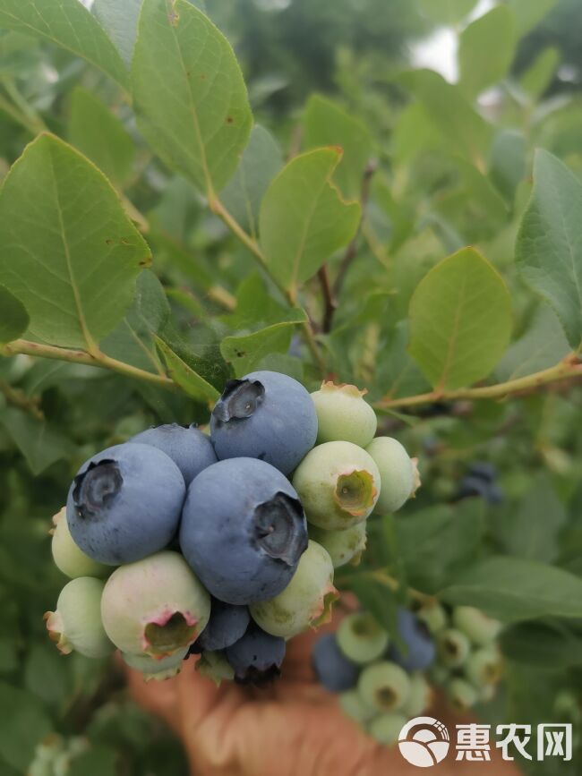 蓝莓种植户