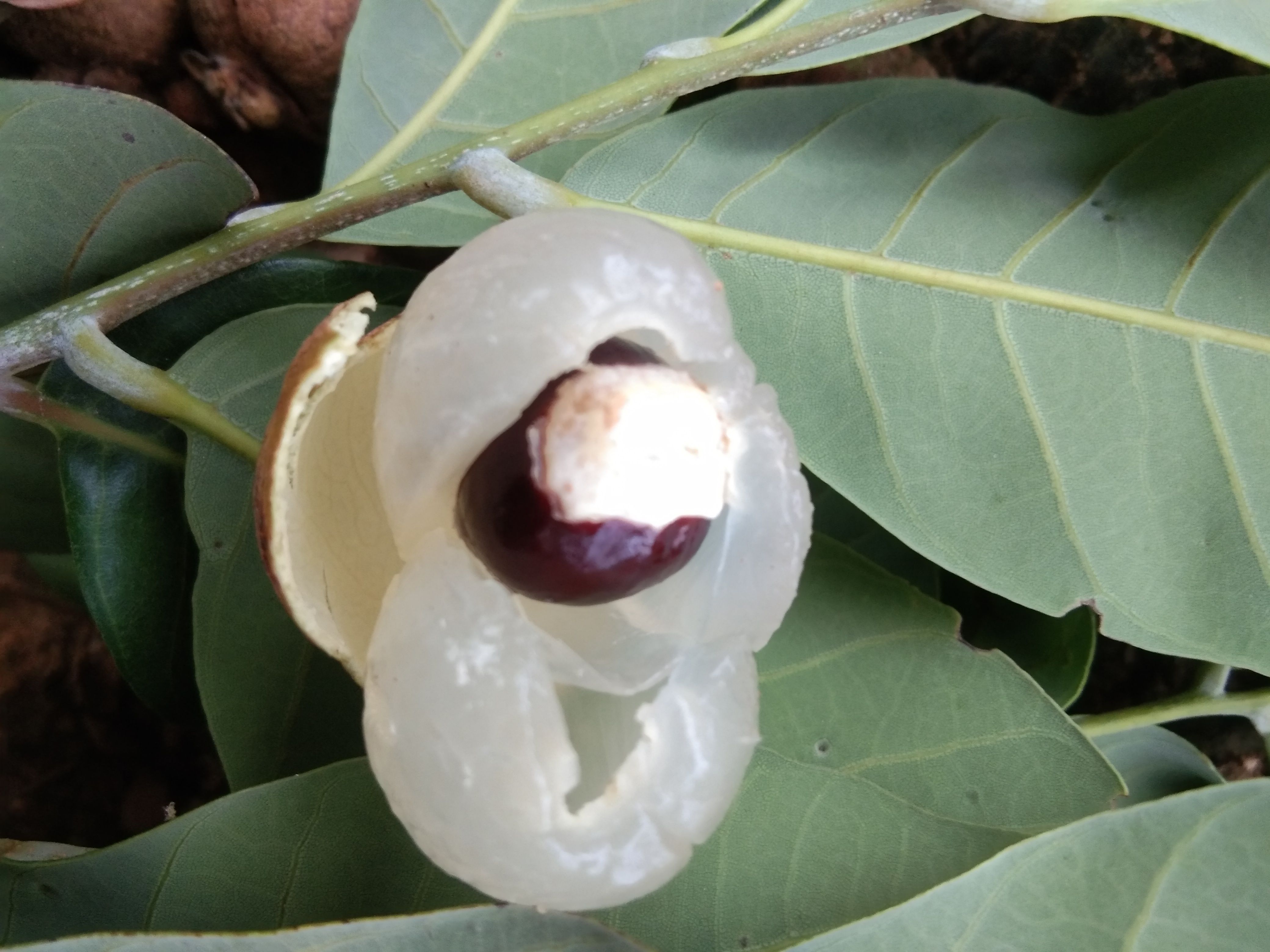 龙眼“古山二号”，已经上市，物美价廉，欢迎各位老板