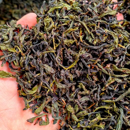 惠来县高山茶惠来土山茶潮汕土山茶叶黄旦茶新鲜茶高山茶潮汕乌龙茶1斤