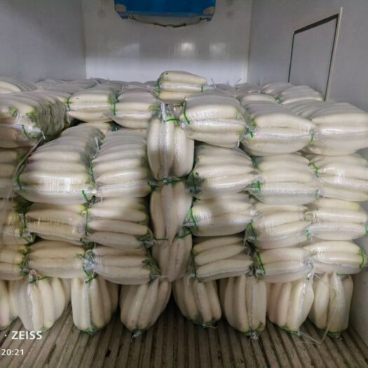 长阳县高山白萝卜