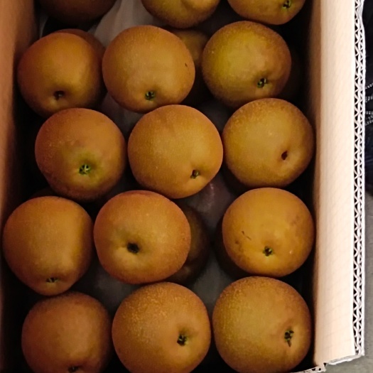 建宁县黄花梨150--200克起光果...............